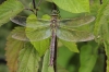 J01_3451 Anax imperator